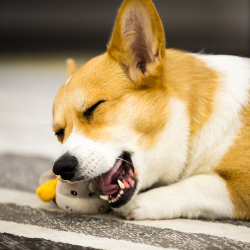 GiGwi est cher pour les chiots, les chiots, les jouets, les poupées en peluche, les lions, les éléphants, les aboiements, les grincements de dents, le nettoyage des dents, les jouets pour animaux de compagnie